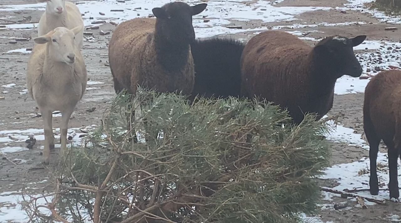 Goats at local farm eat recycled Christmas trees
