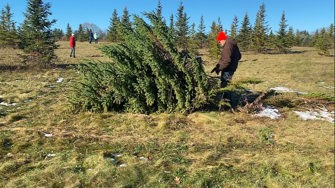 Families get into holiday spirit with Christmas tree harvest