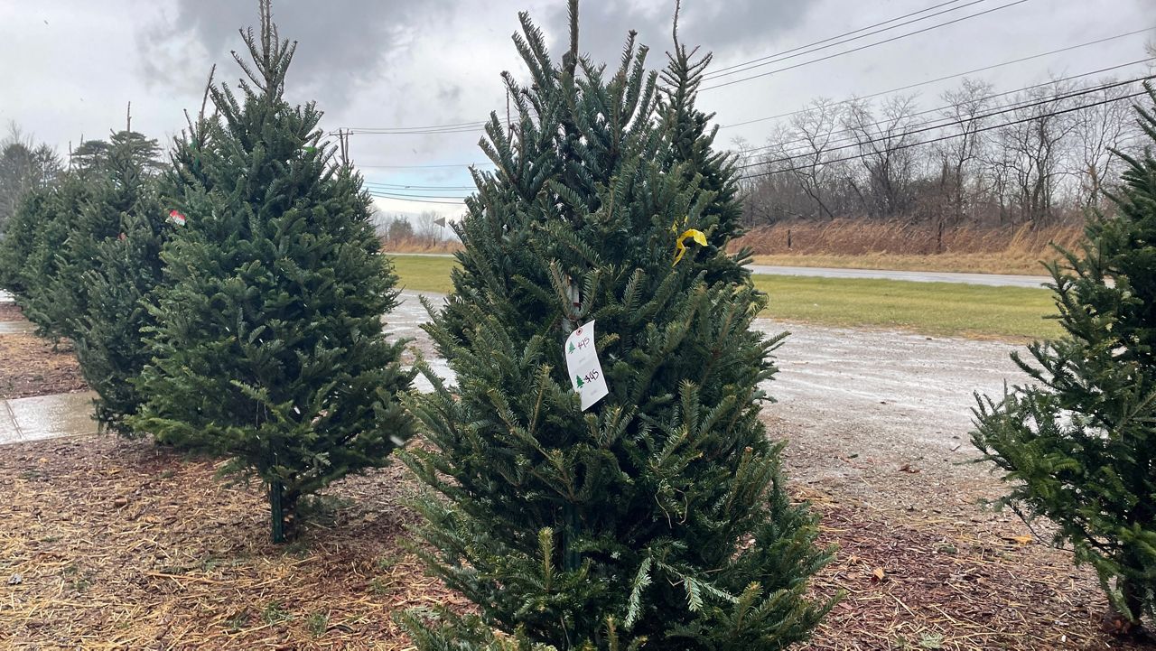 City of Covington, Rumpke Waste & Recycling partner for Holiday Tree Recycling Program