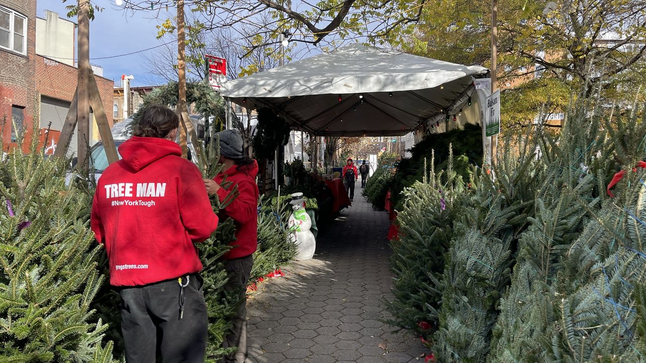 New Yorkers pick their Christmas trees ahead of Thanksgiving