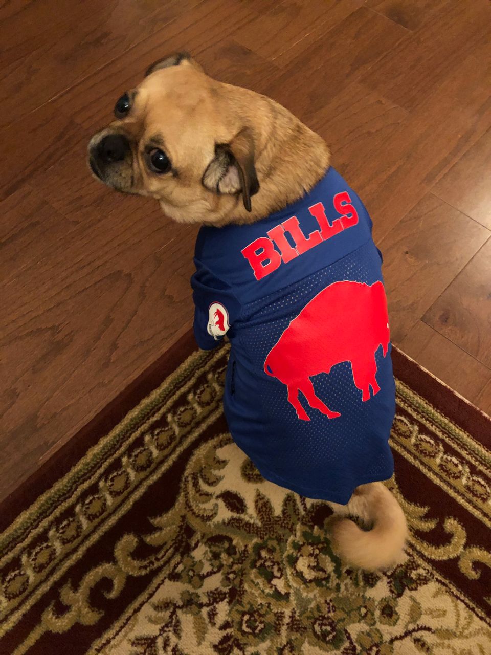 Bills Fans Ready for the Playoffs 