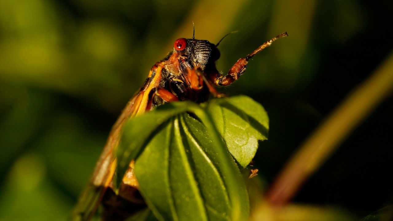 Cicadas like this one are expected to emerge later this spring across portions of the country
