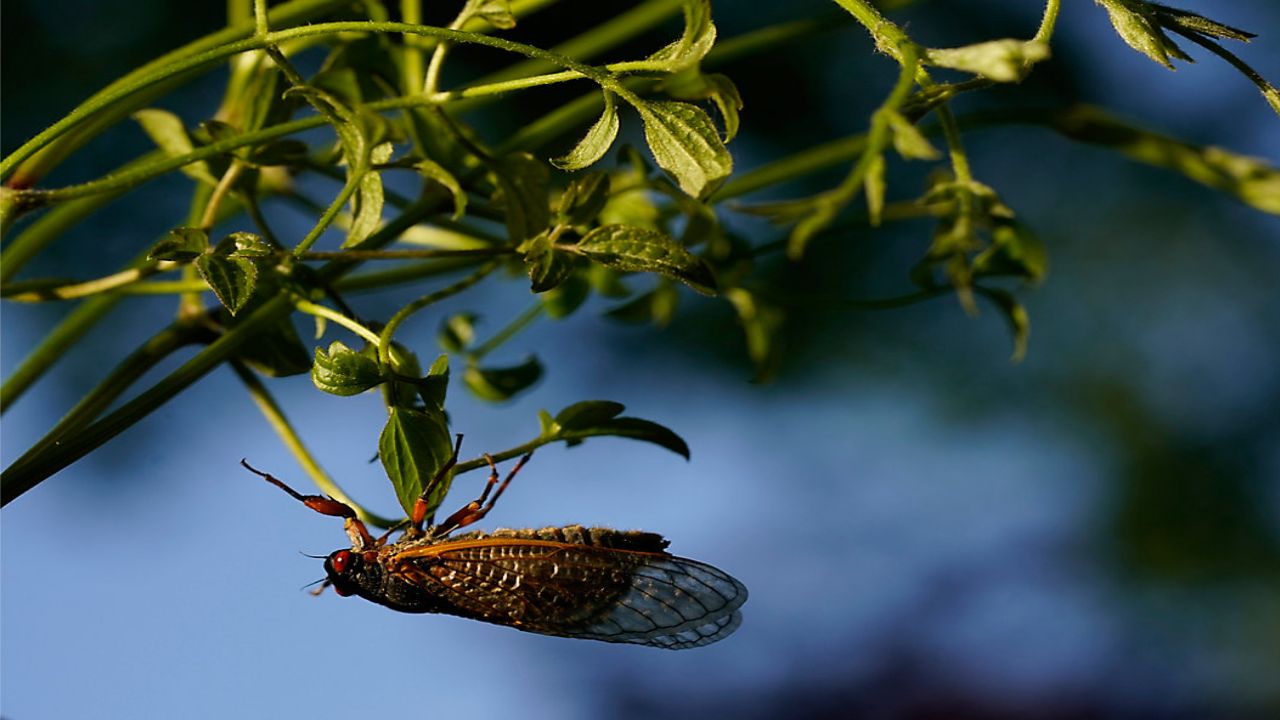 More Brood X cicadas found 