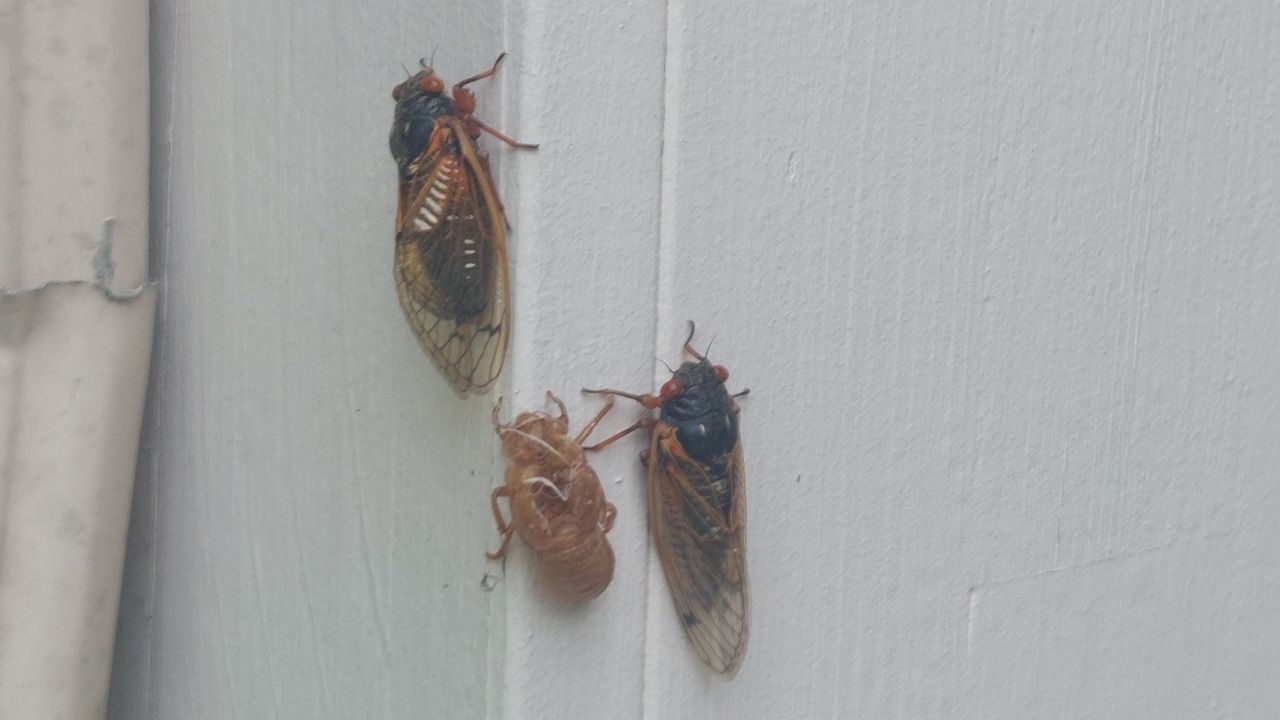 The sounds of summer - experts say you could be hearing cicadas through September 