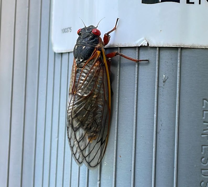 Lake Geneva residents back cicadas