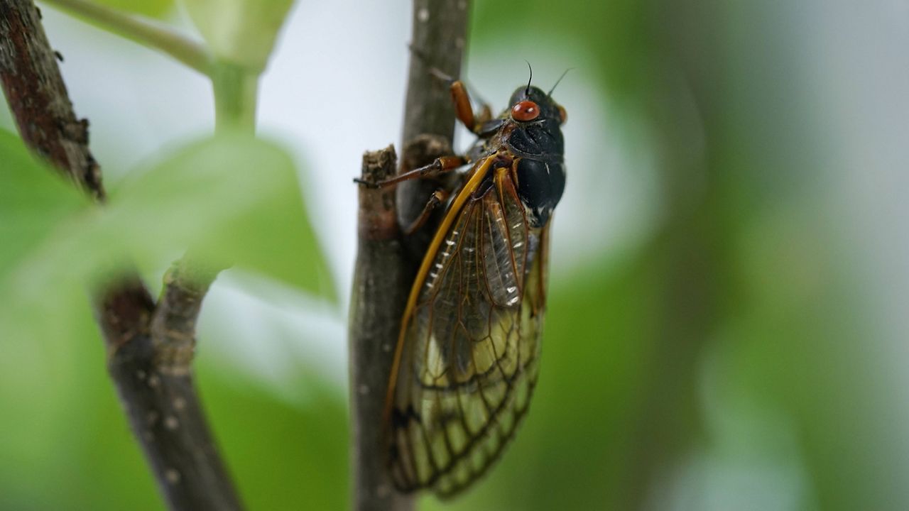 An adult cicada is seen in Washington, D.C., on May 6. (AP Photo/Carolyn Kaster)