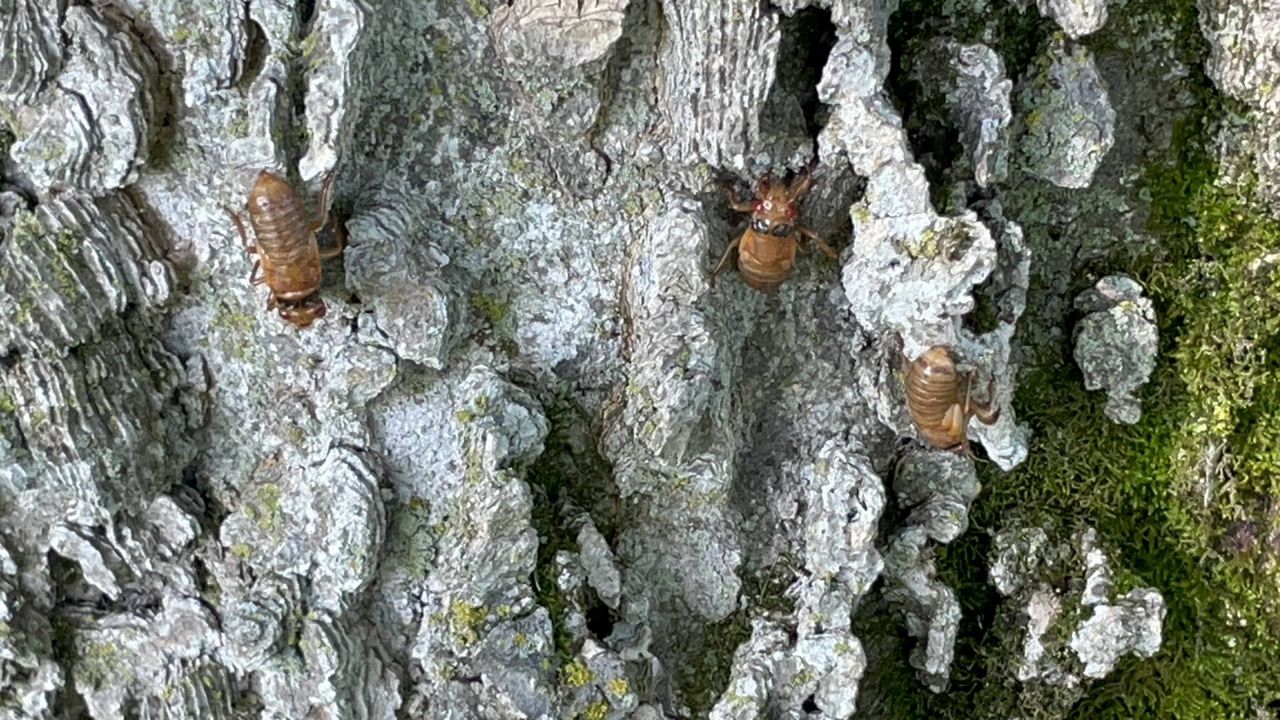 13-year cicadas have started emerging in the St. Louis region, including these spotted Tuesday in Ellisville. (Spectrum News/Gregg Palermo)