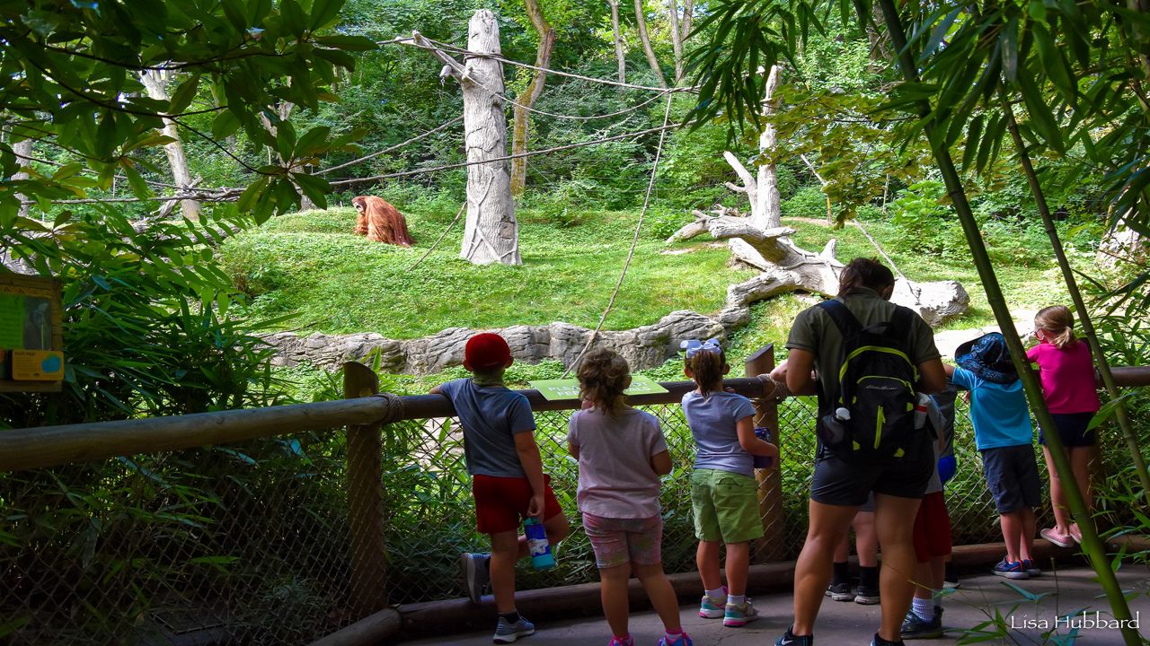 Children look into the orangutan exhibit. (Photo Courtesy Lisa Hubbard/Cincinnati Zoo & Botanical Garden)