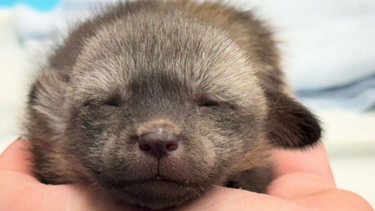 The new baby bat-eared fox. (Photo courtesy of the Cincinnati Zoo & Botanical Garden)