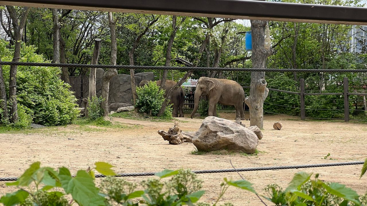 Two elephants at the Cincinnati Zoo and Botanical Garden in Cincinnati, Ohio on Wednesday, April 24, 2024.