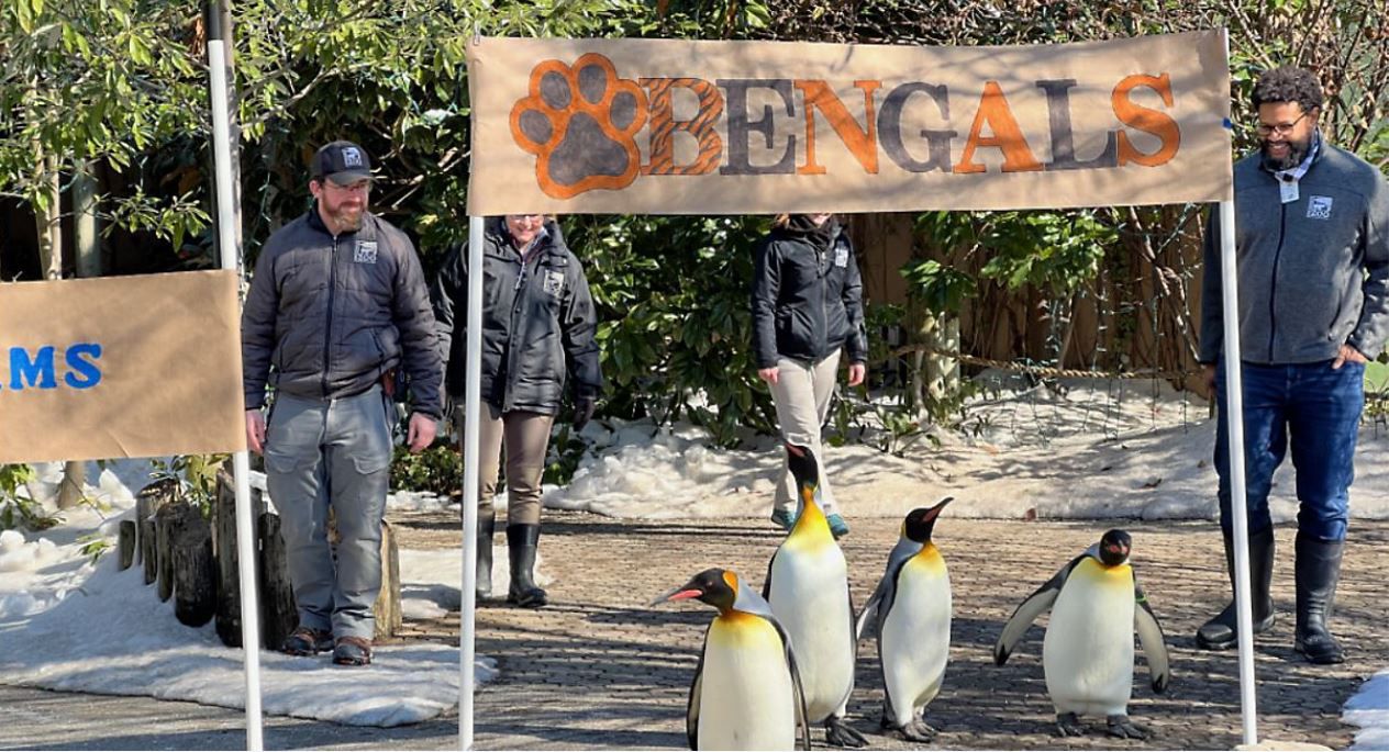 Penguins make their decision as to who they think will win the Super Bowl. (Courtesy of The Cincinnati Zoo)