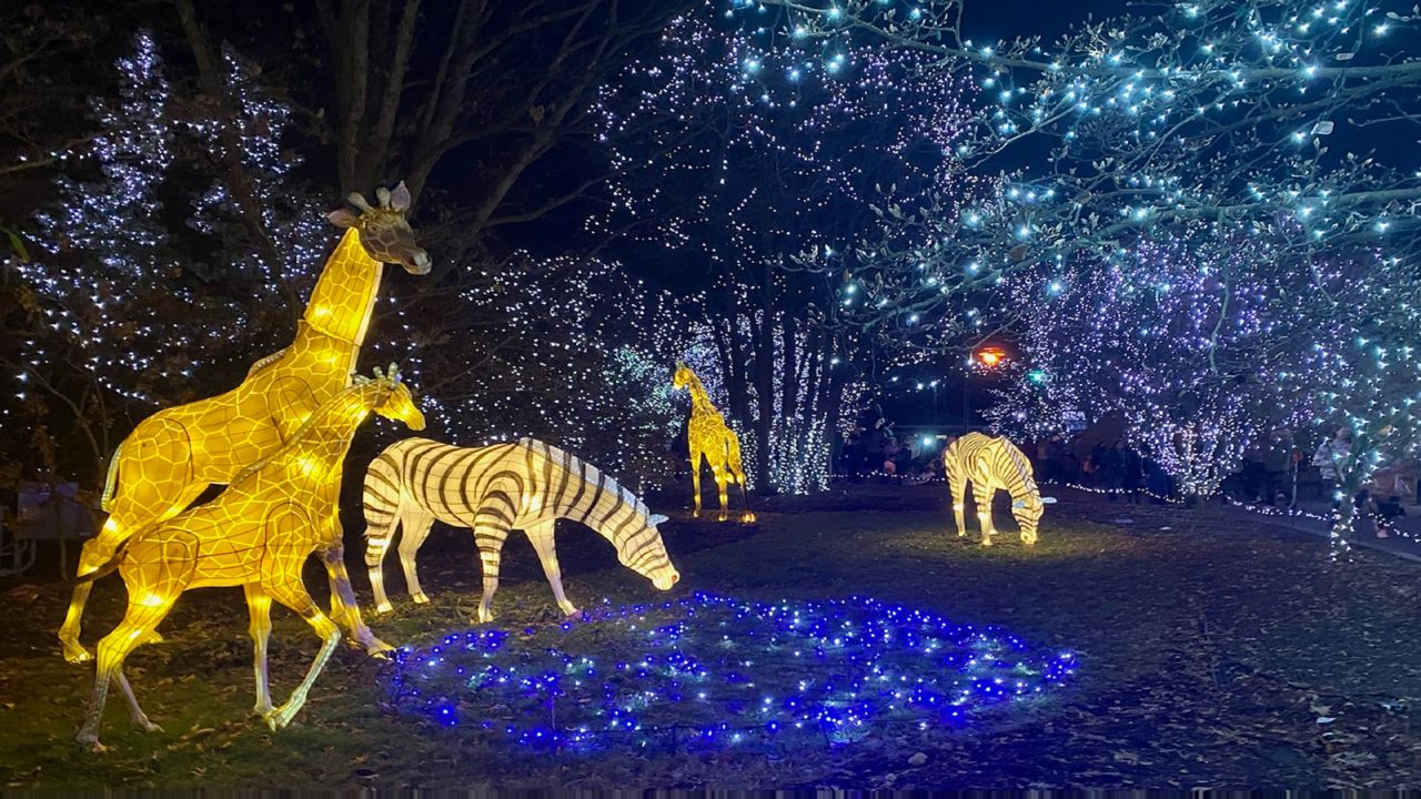 The Cincinnati Zoo and Botanical Garden hosts its 39th Festival of Lights. (Spectrum News/Casey Weldon)