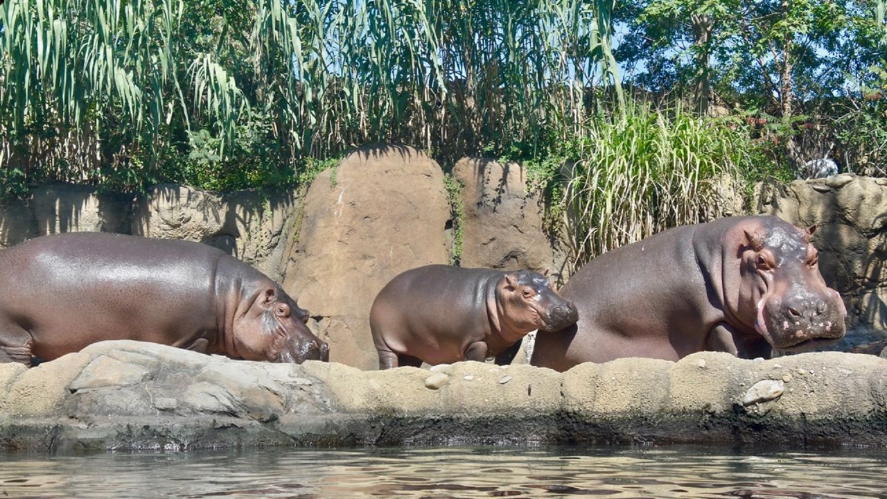 The Cincinnati Zoo is set to welcome a fourth member to Hippo Cove. (Courtesy of Terry Haussler/Cincinnati Zoo and Botanical Garden)