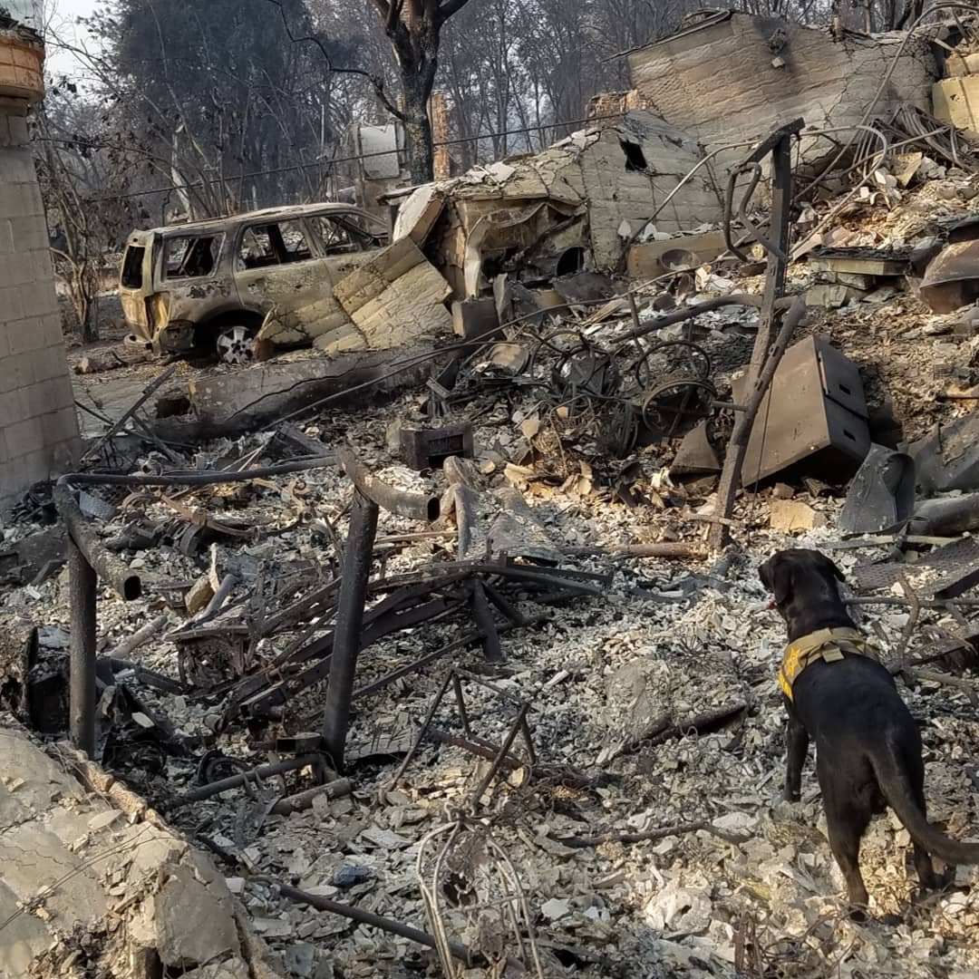 A cadaver dog among fire damaged buildings.