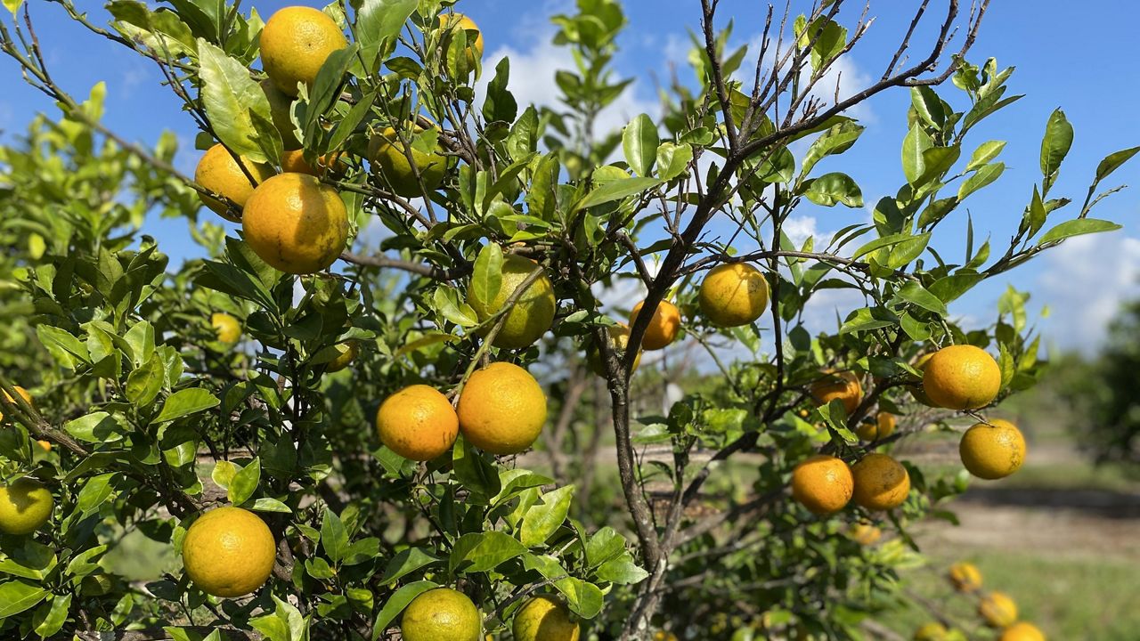 Citrus Growers Take Steps to Protect Crops From Cold Temps