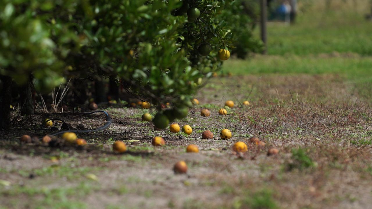 U.S. 27 The Future of Florida's Citrus Industry