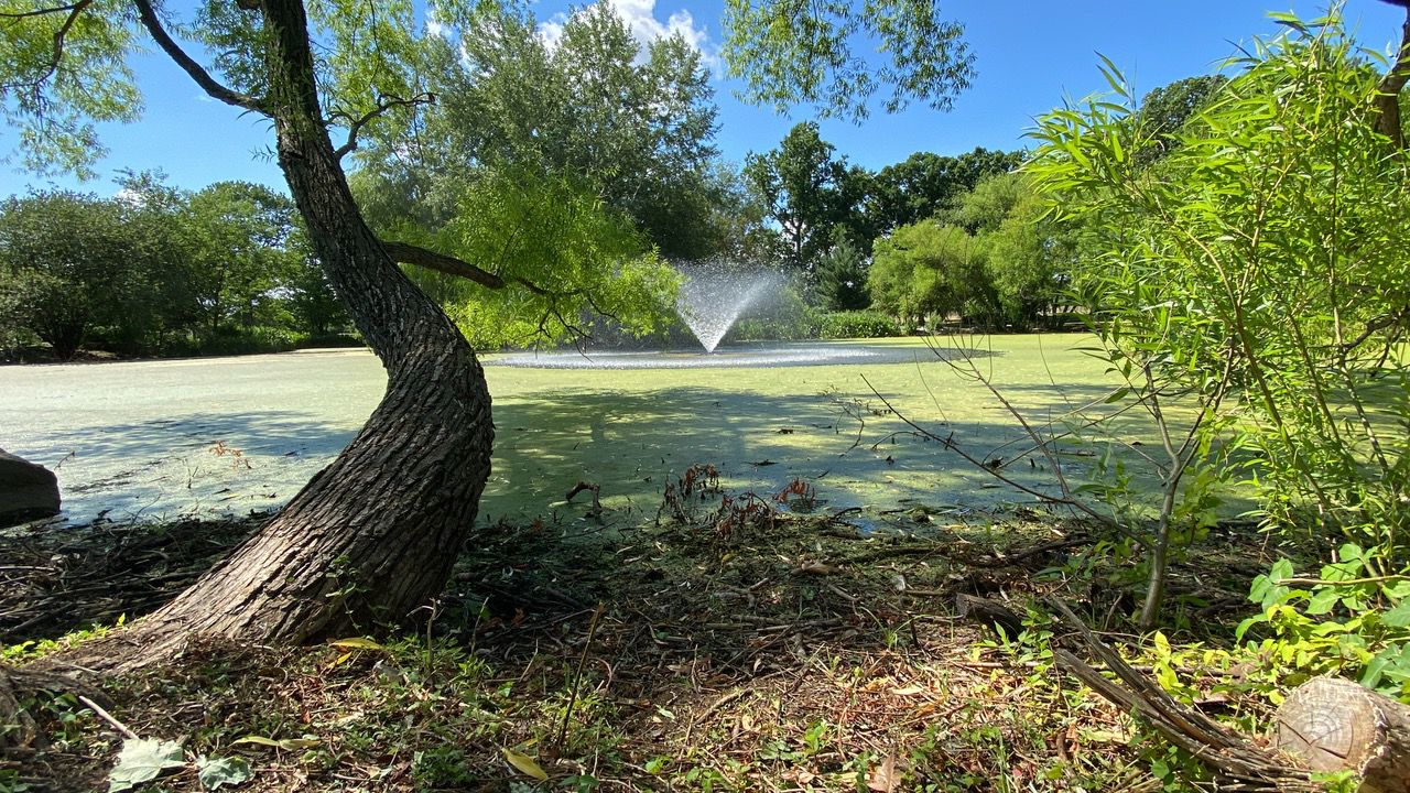 Roy Wilkins Park, the gem of Southeast Queens Infinite Clarity