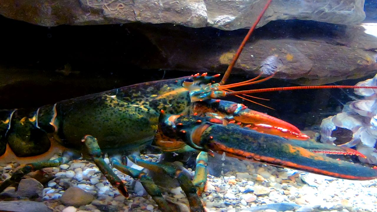 Clawdia, the blue lobster, will be available to view starting Feb. 13 at the Akron Zoo