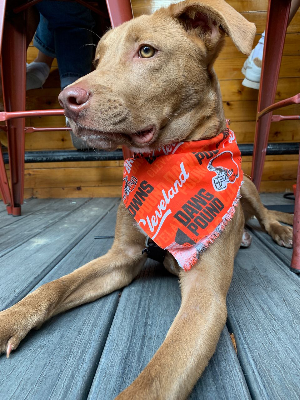 Kansas City Chiefs Dog Bandana Over the Collar Football Fan 