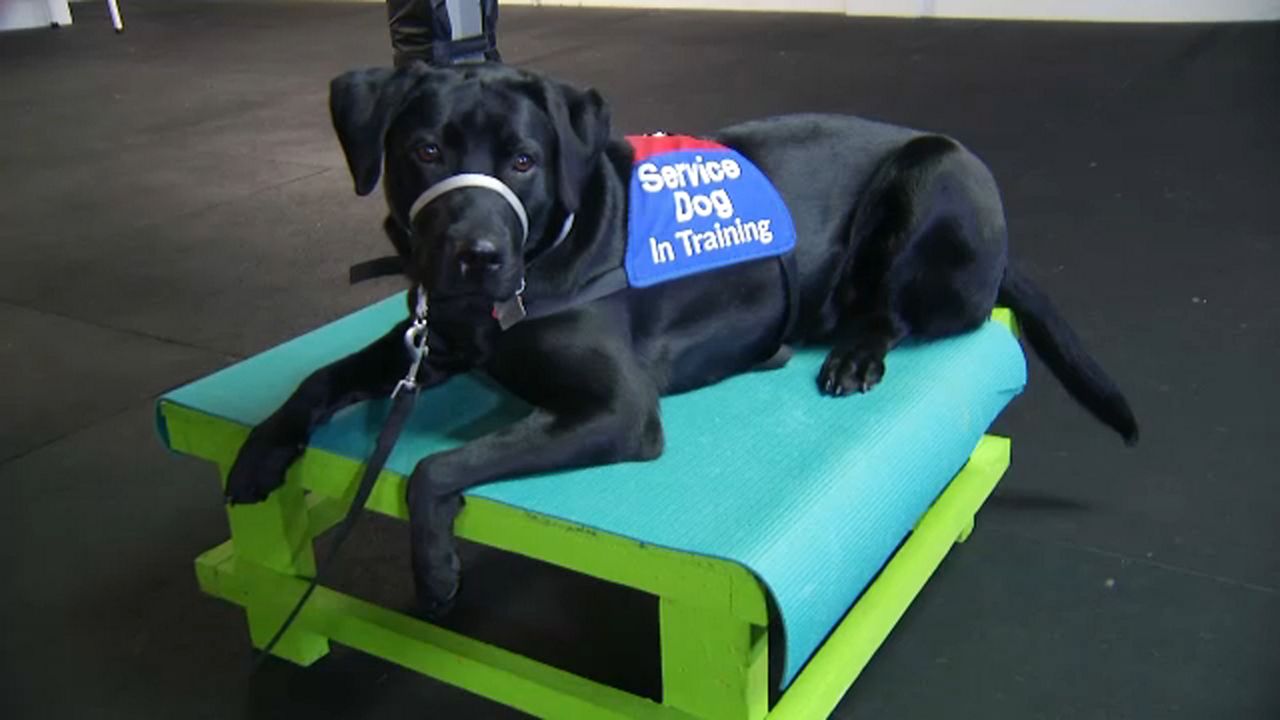 Clear Path for Veterans train dogs to become a companion and service dog for local veterans. 