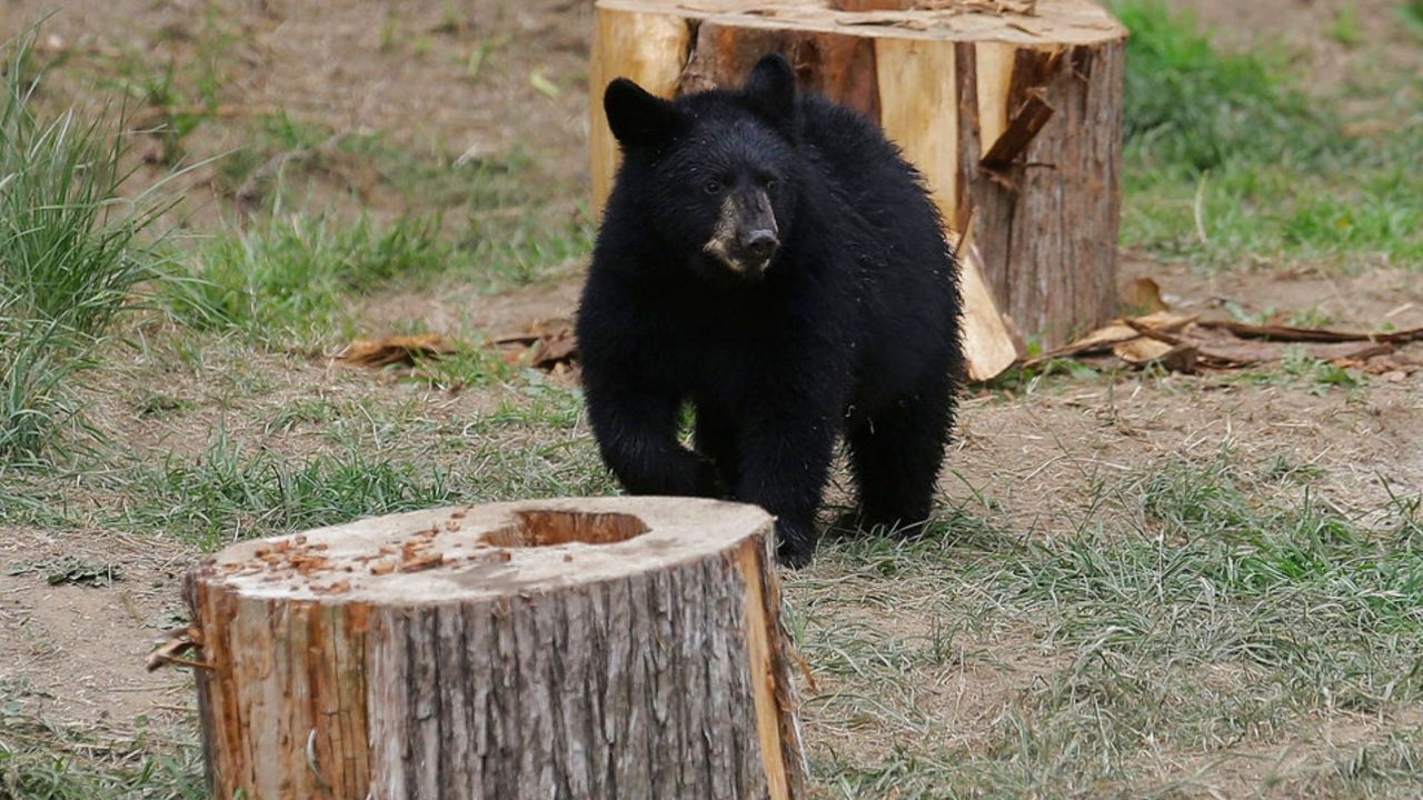 File photo of a black bear in California. Black bears live throughout the U.S. and are not uncommon in Ohio. Photo/Associated Press