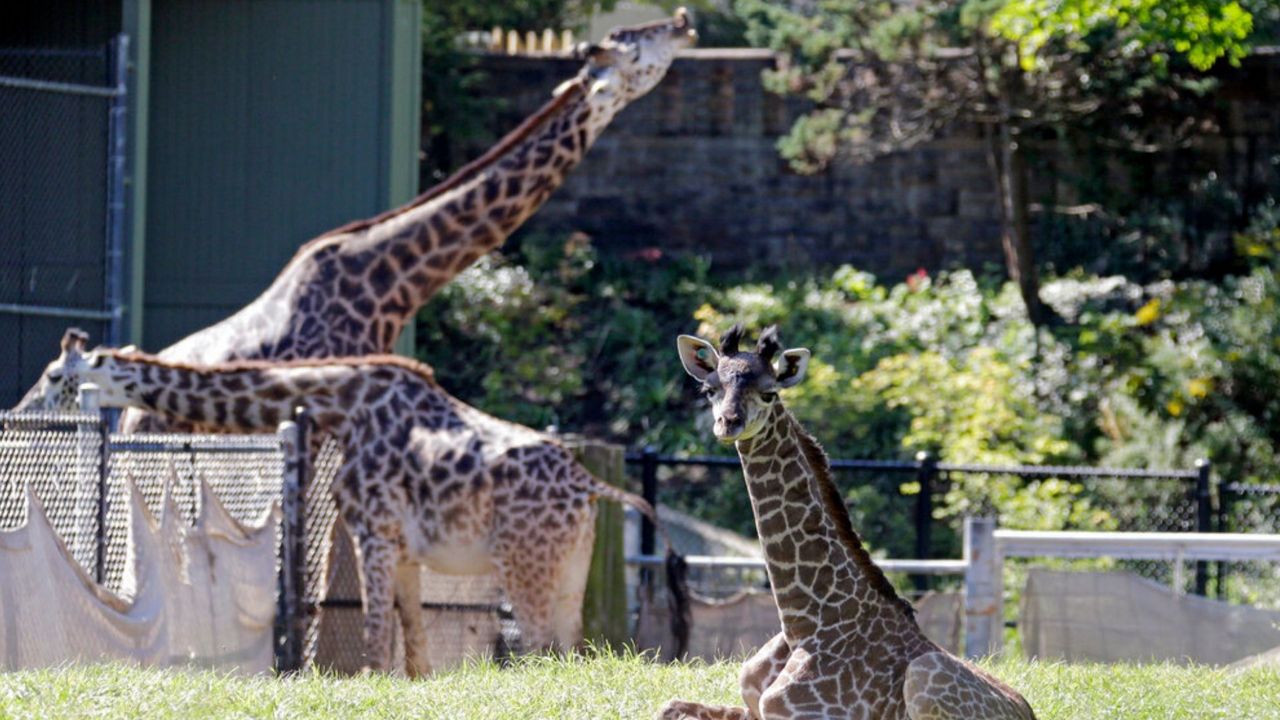 Zoos offer free admission for dads on Father’s Day