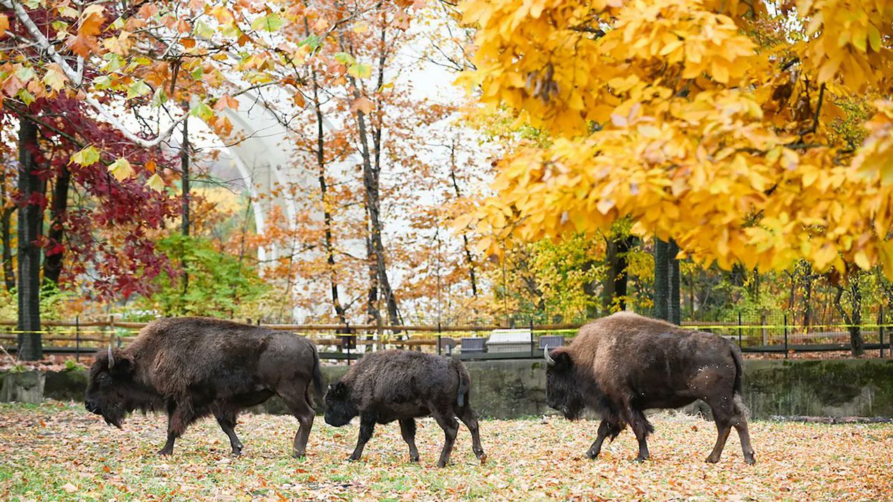 Cleveland Metroparks Zoo 3 female bison