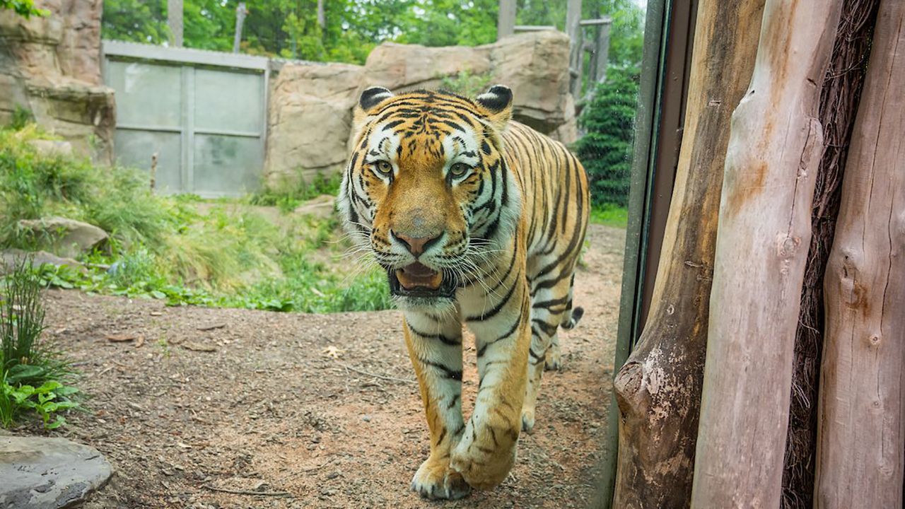 The babies aren't able to venture out yet, but the zoo said they're healthy and bonding well with their mom. (Courtesy of the Cleveland Metroparks Zoo)