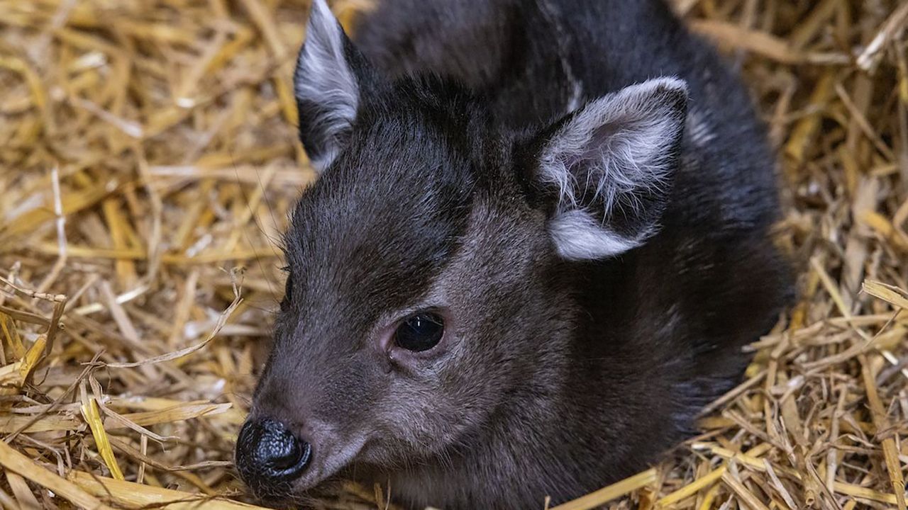 ‘Oh deer:’ Cleveland Metroparks Zoo welcomes baby tufted deer