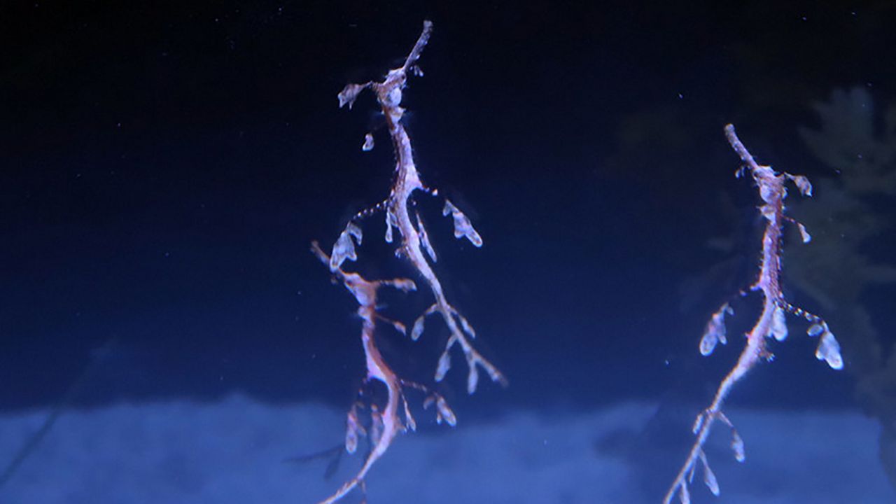 Weedy sea dragons