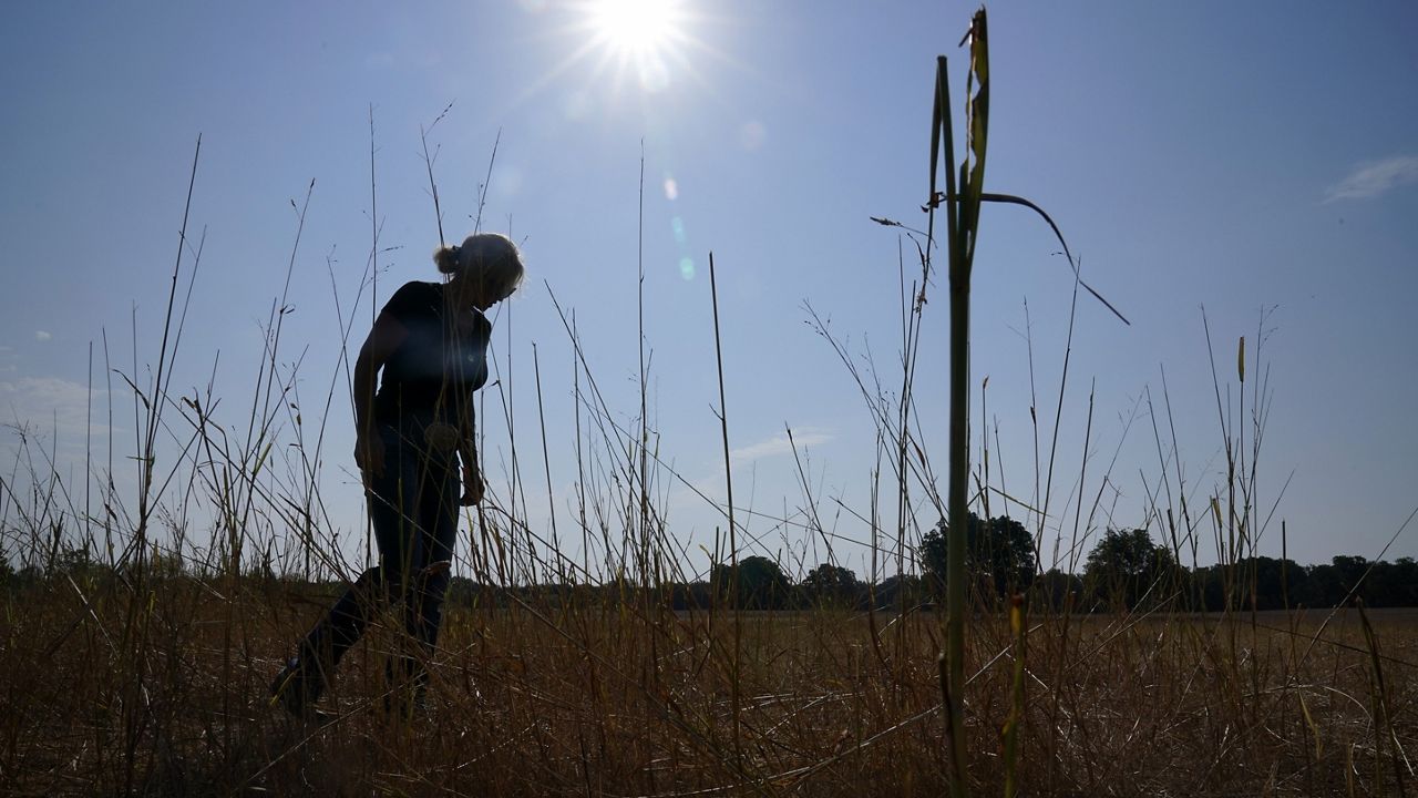 Gilda Jackson walks on a pasture on her property that she grows hay on in Paradise, Texas, Aug. 21, 2023. (AP Photo/Tony Gutierrez, File)