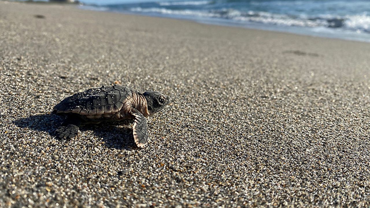 Warmer water, sand pose risks for Florida's sea turtles