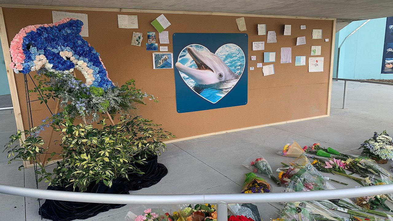 Aquarium Winter died after intestines became twisted