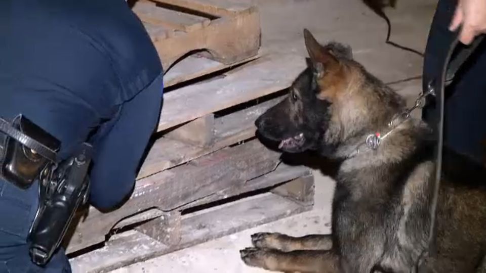 are police dogs trained to smell guns