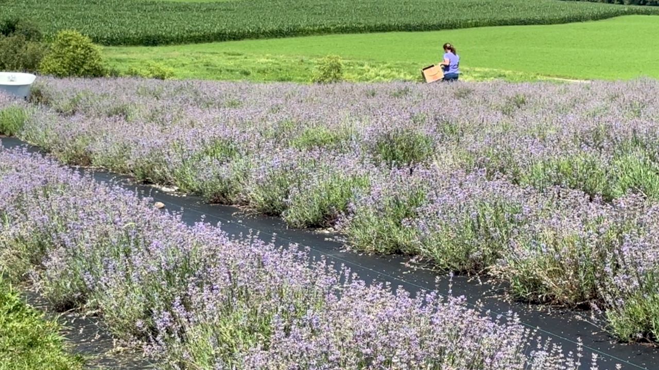 Madison County grower opens lavender farm