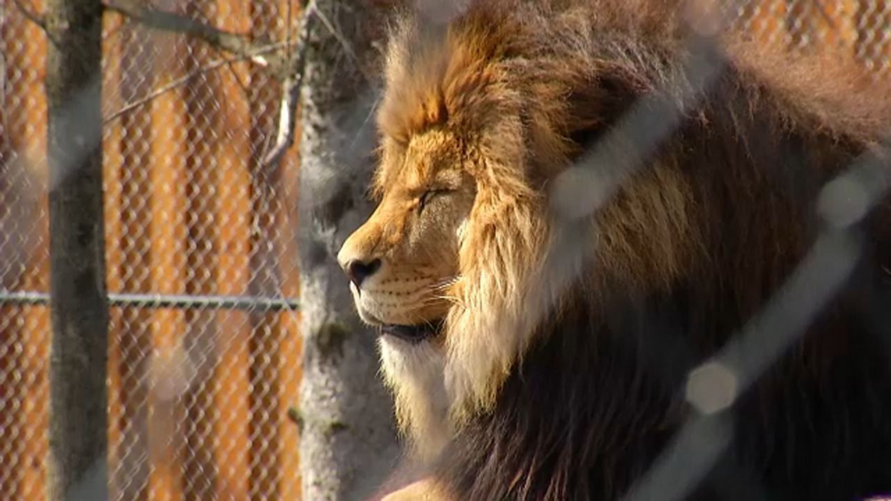 Wild Animal Park Owner Selling Property After Lawsuit