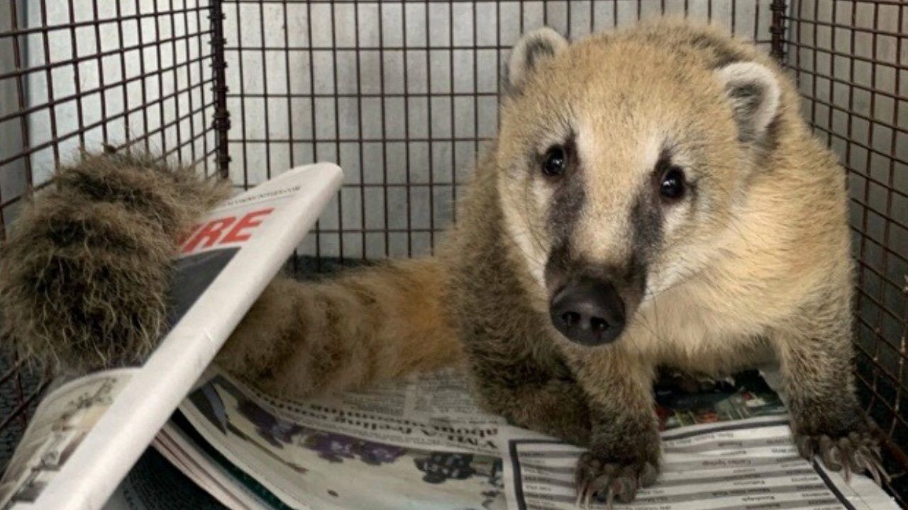 Ring-tailed coati cubs play at the zoo in Duisburg, western Germany, Friday, May 6, 2011. During the last spring weeks a baby bear boom brought 15 bear children to the zoo in Duisburg. (AP Photo/Martin Meissner)