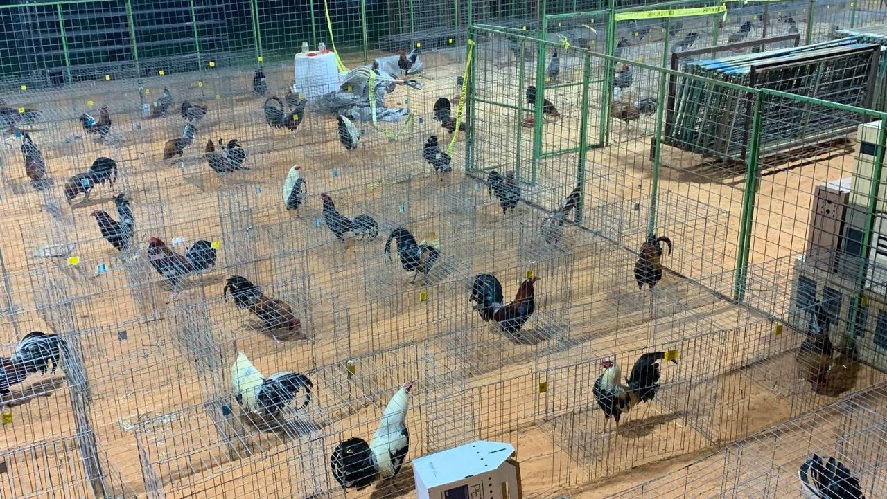 Some of the 87 roosters seized by Rusk County Sheriff's Office deputies in a July 4, 2021, cockfighting bust. (Source: Rusk County Sheriff's Office/Facebook)