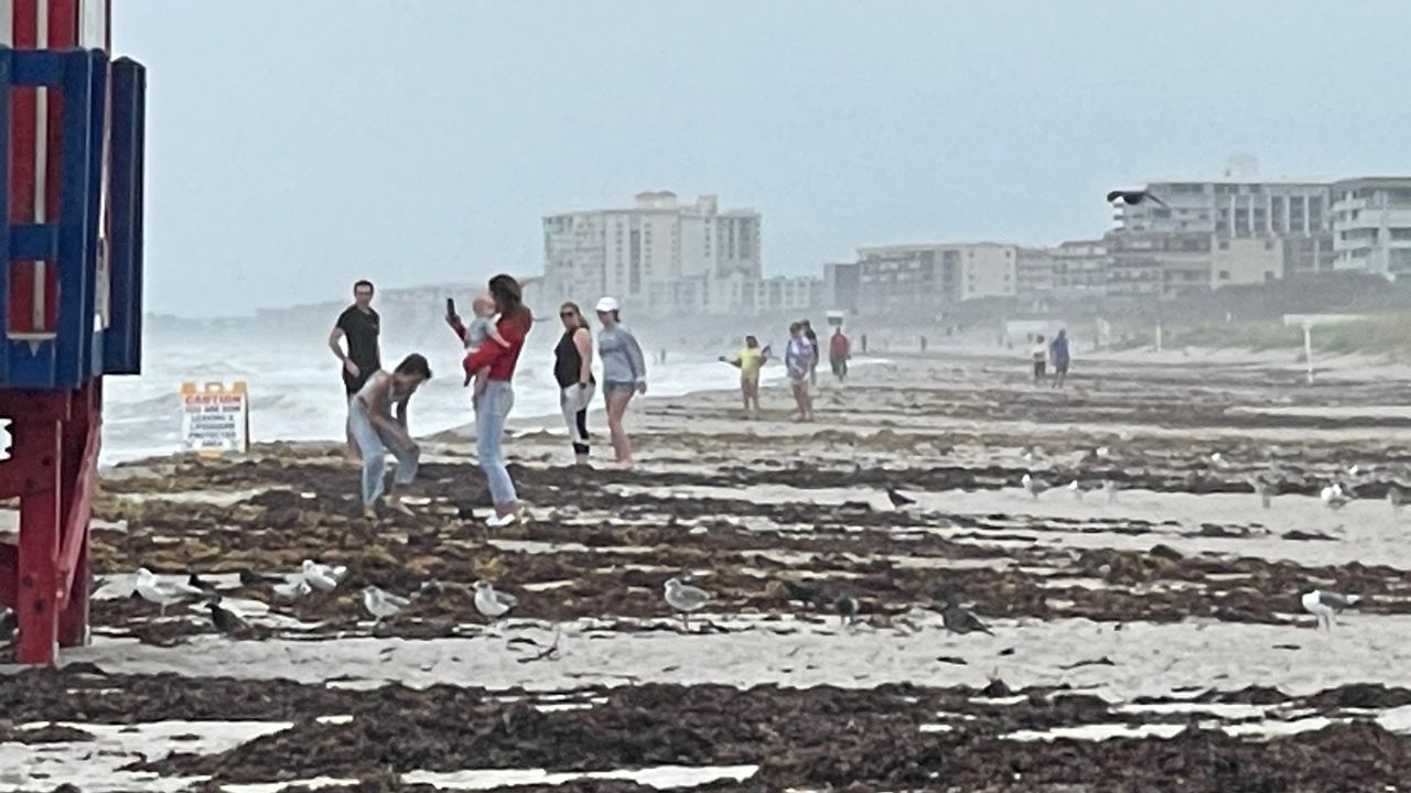 Sargassum has arrived on Space Coast beaches