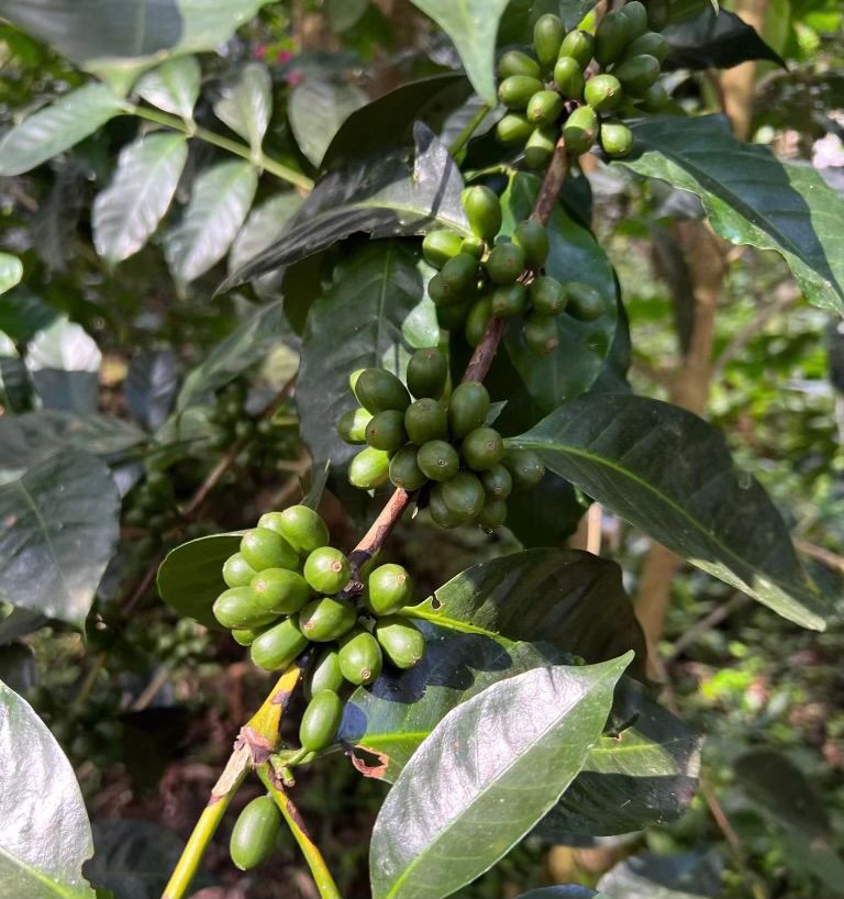 Coffee beans on the plant at Hacienda El Roble in Los Santos, Santander, Colombia.