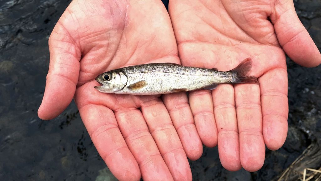 FILE - A juvenile coho salmon is held by a fish biologist at the Lostine River, March 9, 2017, in Lostine, Ore. The number of fish on the government's overfishing list sunk to a new low in 2023, a sign of healthy U.S. fisheries, federal officials said. (AP Photo/Gillian Flaccus, File)
