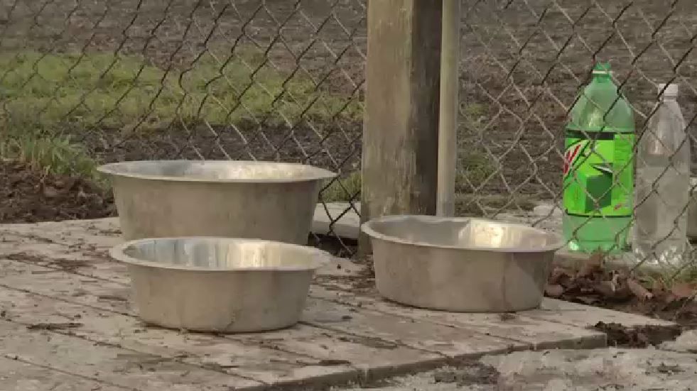 dog bowls outside