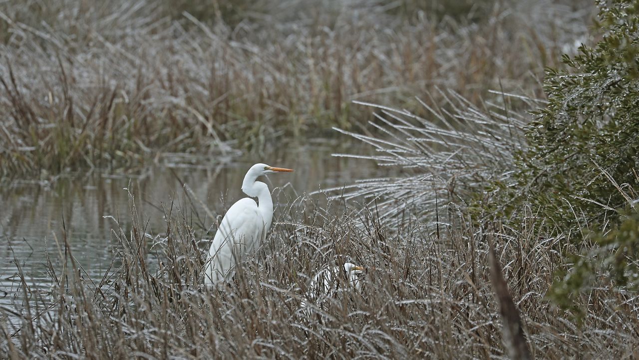 Egret sitting in ice