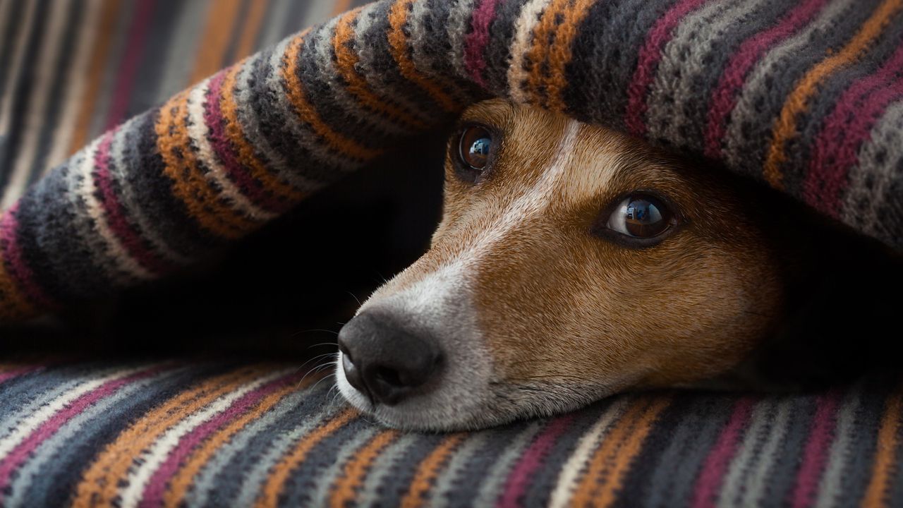 Tips for keeping pets safe in the kitchen this Thanksgiving