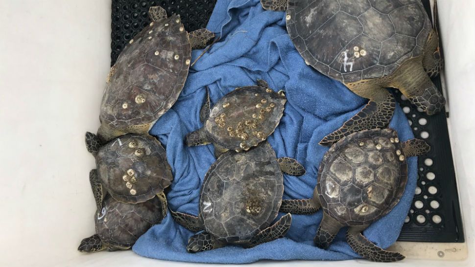 Rescued sea turtles. (Courtesy: SeaWorld)