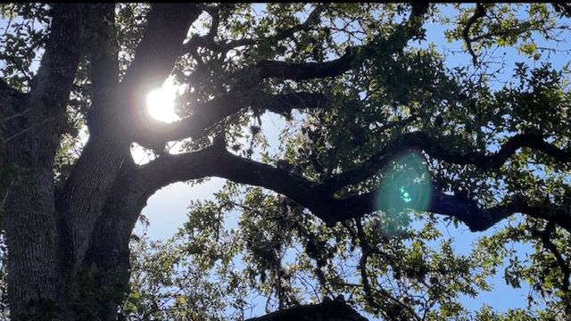 Texas gardener shares cold weather tips - Vimarsana News