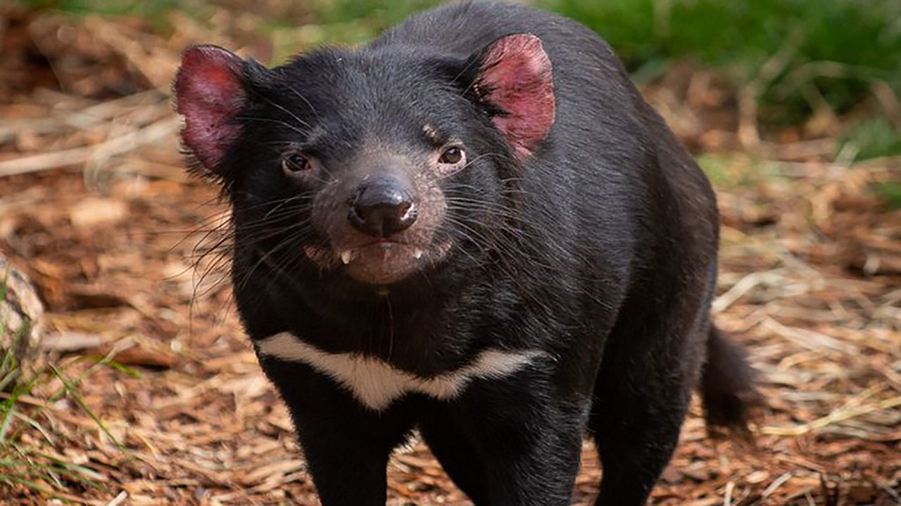 Tasmanian devil, Mustard. (Courtesy of the Columbus Zoo and Aquarium)