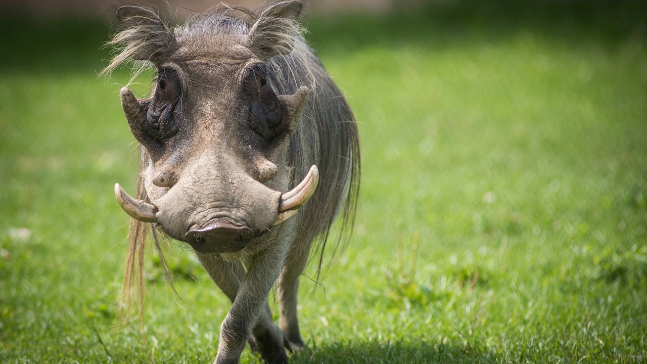 Randall Patrick. (Photo courtesy of the Columbus Zoo)