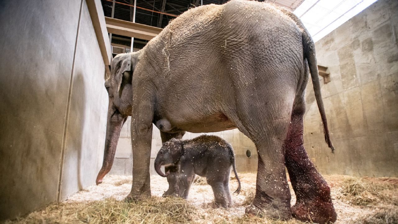 Columbus Zoo welcomes elephant calf, sea lion pup