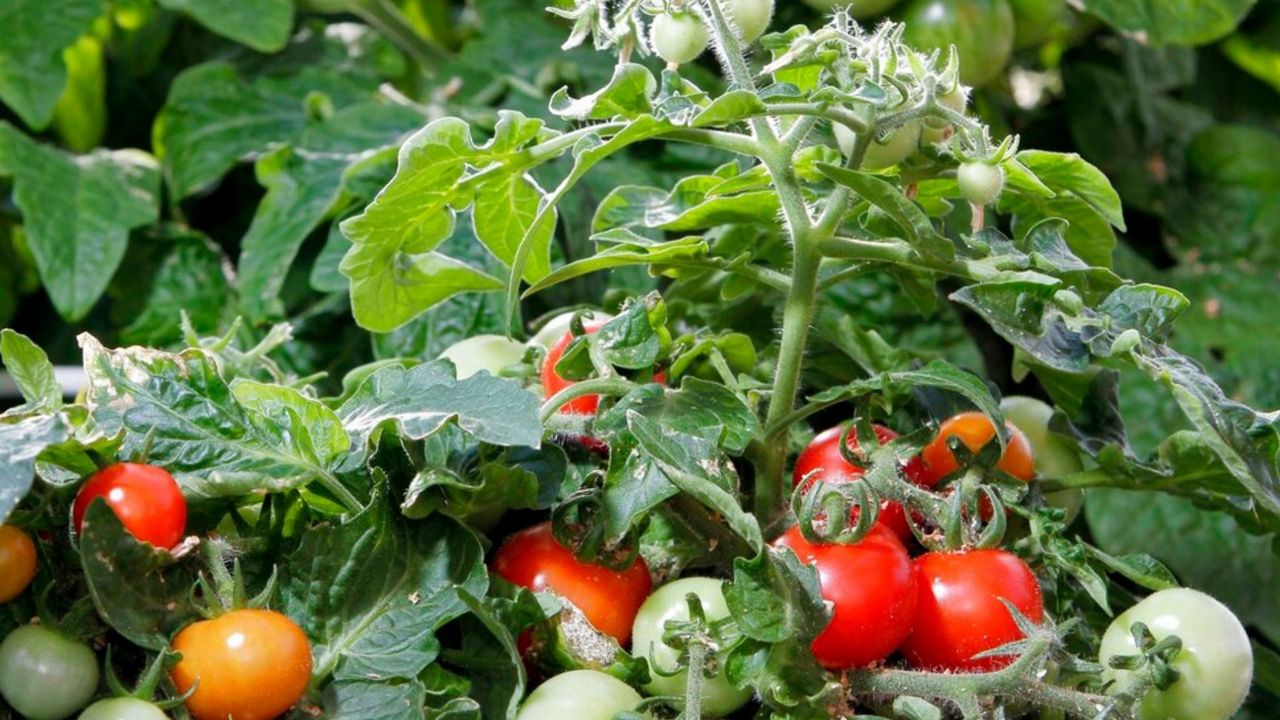 We're marching into the spring gardening season in Texas - Vimarsana News
